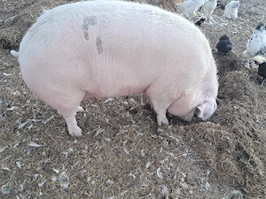 Sroafă marele alb  ,peste 350 kg  - imagine 4