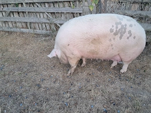 Sroafă marele alb  ,peste 350 kg 