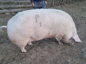 Sroafă marele alb  ,peste 350 kg  - imagine 5
