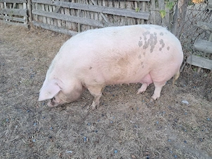 Sroafă marele alb  ,peste 350 kg  - imagine 2