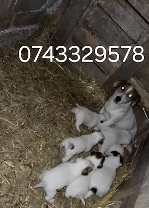 Vând  căței jek rasele 