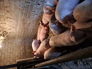 porci de vanzare pentru craciun rezervări la telefon - imagine 3