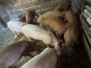 Vand purcei landras&Duroc
