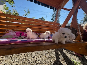 Căței bichon maltez