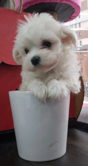 bichon maltez alb toy - imagine 4