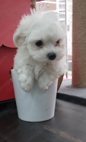 bichon maltez alb toy - imagine 2