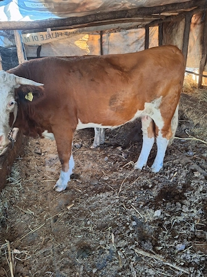 Vand vaca baltat românească gustata 6 luni  prima fatare