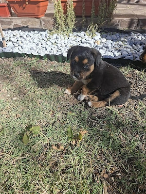 Vand metisi rottweiler+husky - imagine 4
