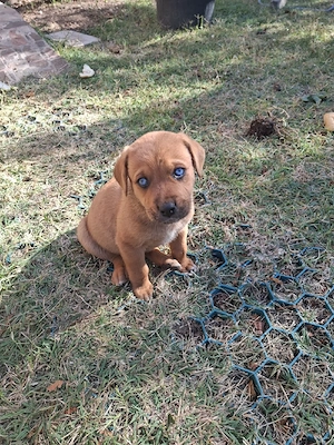 Vand metisi rottweiler+husky - imagine 3