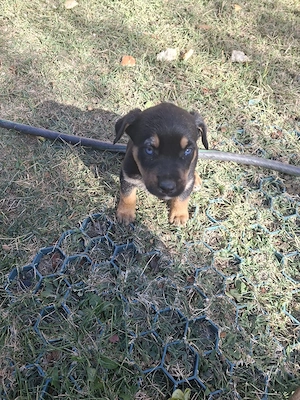 Vand metisi rottweiler+husky - imagine 5