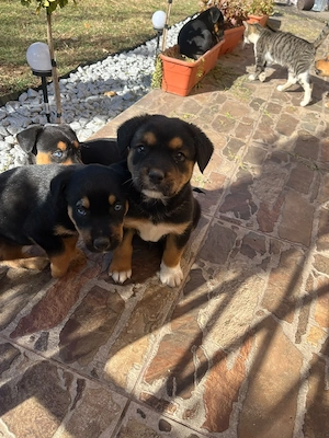Vand metisi rottweiler+husky - imagine 2