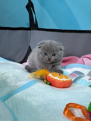 British Shorthair &Scottish Fold - imagine 2