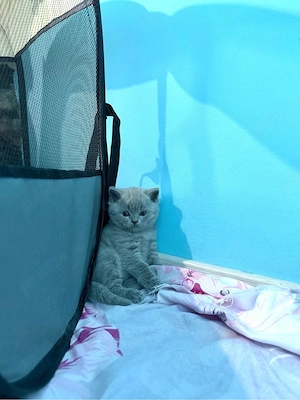 British Shorthair &Scottish Fold - imagine 1