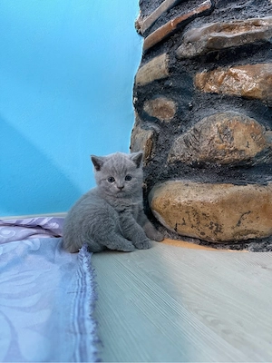 British Shorthair &Scottish Fold - imagine 4
