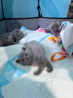 British Shorthair &Scottish Fold - imagine 3