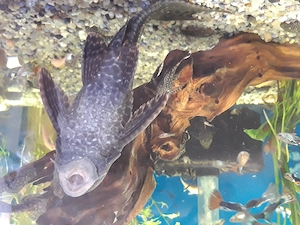 Plecostomus de vanzare - imagine 5
