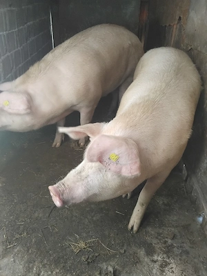 porci cu coadă 