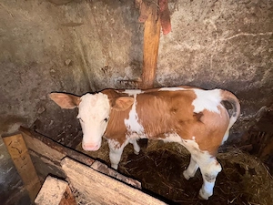 Vând vițel ( bou )