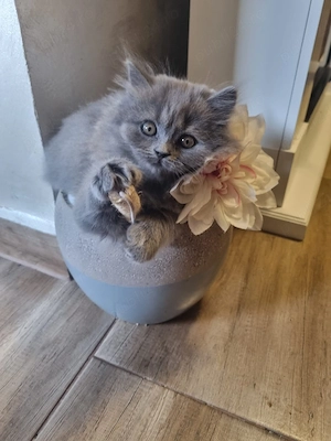 British Longhair