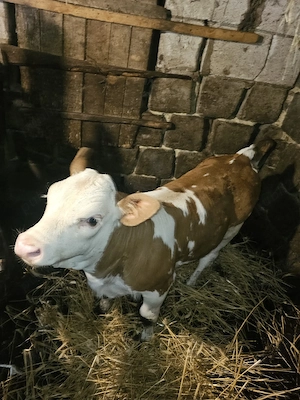 Vând Vițelucă 
