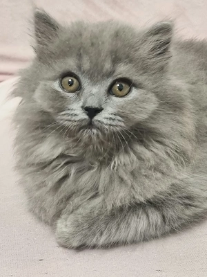 British Longhair - imagine 5