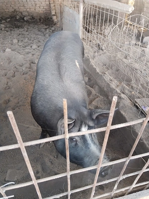 Porci grași de vanzare pentru Craciun - imagine 5