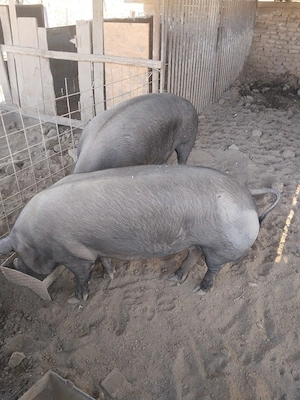 Porci grași de vanzare pentru Craciun - imagine 3