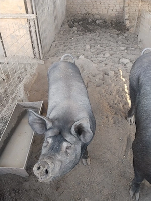 Porci grași de vanzare pentru Craciun - imagine 4