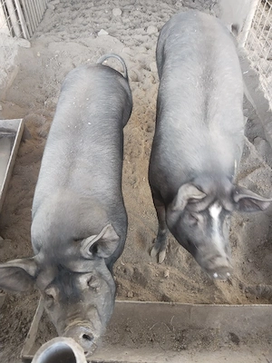 Porci grași de vanzare pentru Craciun - imagine 2