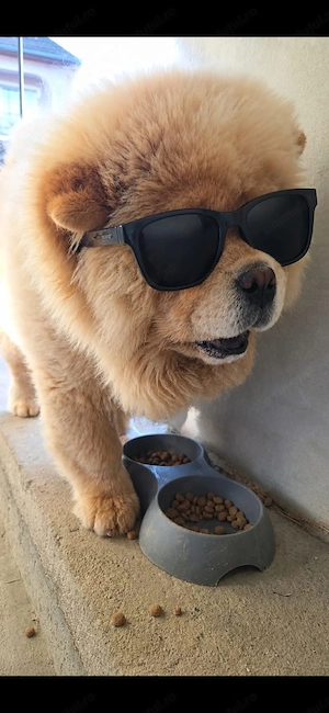 Vând chow chow 