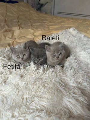 pisica british shorthair ARAD
