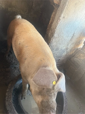 porc de vanzare 