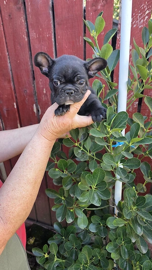 Vând Bulldog francez băiețel 8 săptămâni  - imagine 5