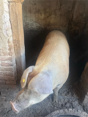 porc de vanzare  - imagine 2