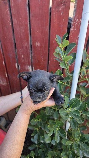Vând Bulldog francez băiețel 8 săptămâni  - imagine 2