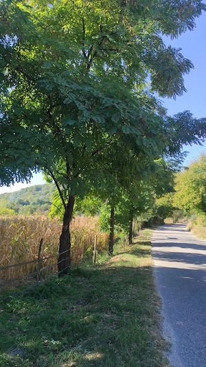 Teren de vânzare  - excelent pentru investiție sau o proprietate într-un cadru natural deosebit! - imagine 9