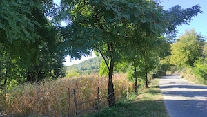 Teren de vânzare  - excelent pentru investiție sau o proprietate într-un cadru natural deosebit! - imagine 8