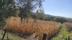 Teren de vânzare  - excelent pentru investiție sau o proprietate într-un cadru natural deosebit! - imagine 3