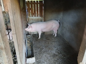 Disponibil trei porci de carne,Marele alb cu pietrain - imagine 2