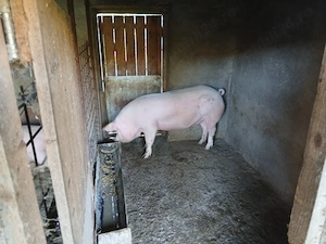 Disponibil trei porci de carne,Marele alb cu pietrain