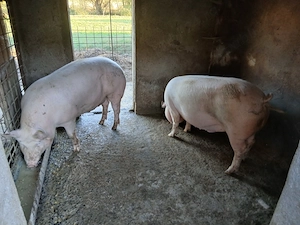 Disponibil trei porci de carne,Marele alb cu pietrain - imagine 5