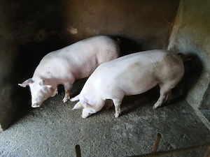 Disponibil trei porci de carne,Marele alb cu pietrain - imagine 4