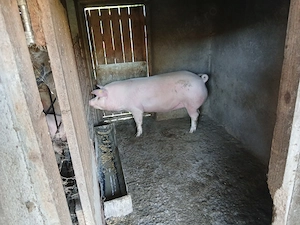 Disponibil trei porci de carne,Marele alb cu pietrain - imagine 3