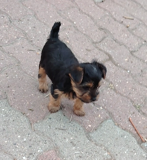 Yorkshire Terrier 