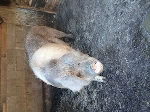 Porc de vânzare  ......                   