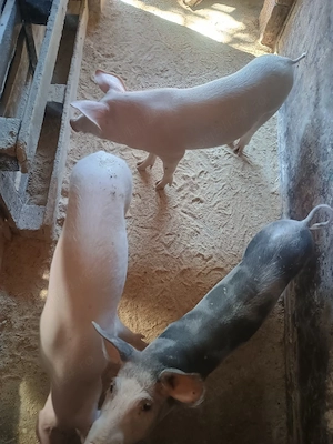 purcei de vanzare