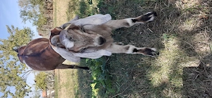 Iezi de vînzare