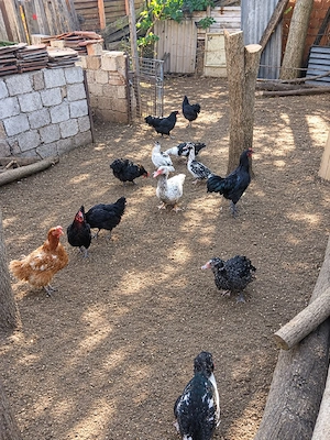 pasari 6 rete mute si 4 gaini Australop si 4 nu stiu ce rasa sunt 