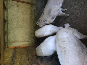 Vând porci de țară diferite greutăți  - imagine 3