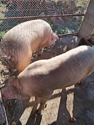 Porci de carne de vaznare crescuți cu cereale, legume și fructe !!! - imagine 3